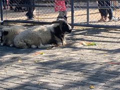 -长白岛森林公园