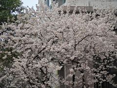 -新湖明珠城