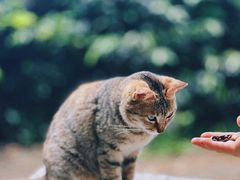 -火炉山森林公园