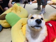 -逗柴咖啡屋·狗咖猫咖宠物桌游
