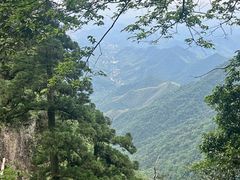 -天目山大树王景区