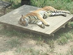 -大连森林动物园