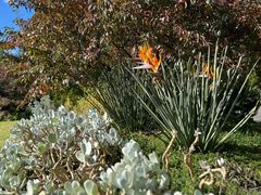 -墨尔本皇家植物园