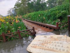 -桂湖森林公园