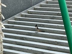 -Free Sky 云际观光层