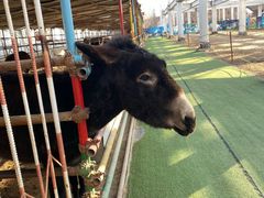 -南宫五洲植物乐园