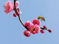 -莘庄梅园