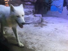 -芜湖新华联大白鲸海洋公园