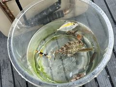 -小猫钓鱼海钓俱乐部(椰梦长廊店)