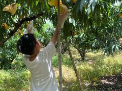 -老袁家蜜桃农场·阳山水蜜桃