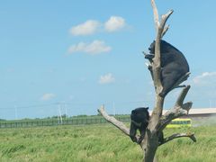 -黑瞎子岛探秘野熊园
