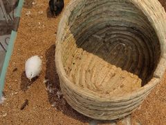 -怪兽屋·羊驼·猫咖·狗咖(俊华广场店)