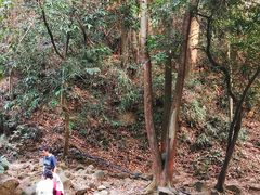 -火炉山森林公园