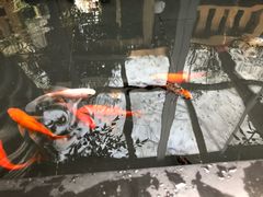 -旅马餐厅(茅家埠店)