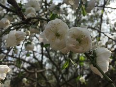 -秀丽东方