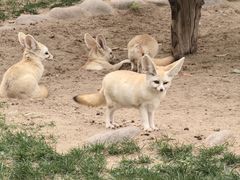 -北京野生动物园