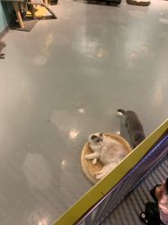 -未来动物城动物主题公园(大悦城店)