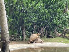 -广州长隆飞鸟乐园