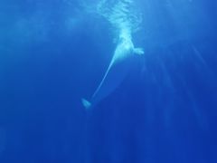 -多彩贵州城极地海洋世界