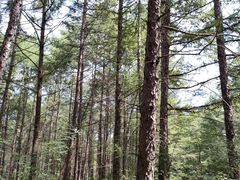 -大连天门山国家森林公园