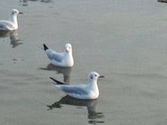 -船家渔(徐州北路店)