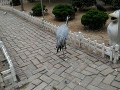-淄博花灯齐彩城