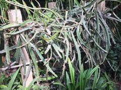 -呀路古热带植物园