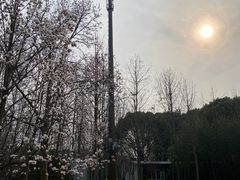 -上海滨江森林公园