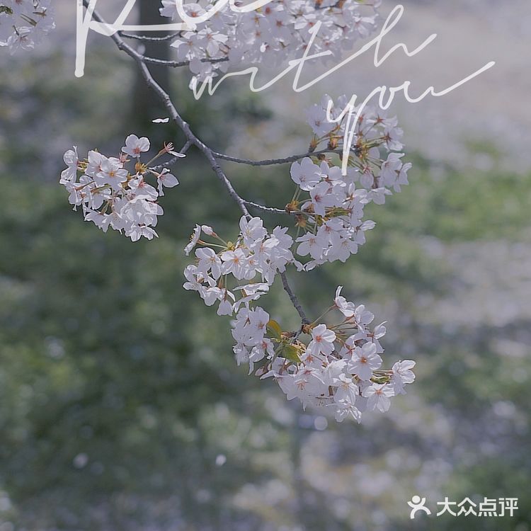 苏城浪漫樱花实录🌸