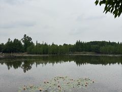 -白鹭湾湿地公园