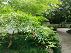 -秋霞圃