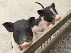 -前小桔亲子创意农场·草莓采摘·露营烧烤