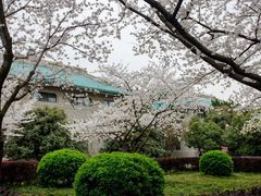 -武汉大学-樱园