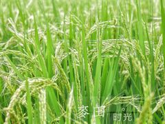 -北坞公园
