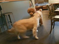 -百好乐宠物友好餐厅(朝外大街店)