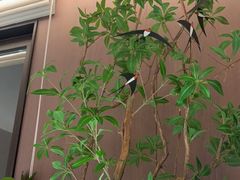-单家老院·院子里的青岛菜(沙子口店)