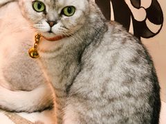 -李小姐の猫咖啡馆(五角场店)