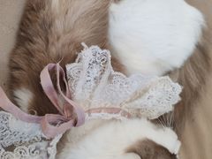 -怪兽屋·羊驼·猫咖·狗咖(俊华广场店)