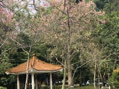 -火炉山森林公园