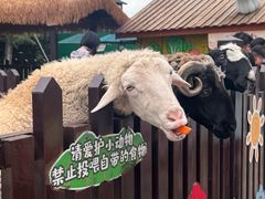 -丽江千古情