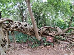 -中国科学院西双版纳热带植物园