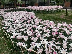 -无锡梅园公园