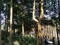 -广州市帽峰山景区