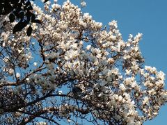 -苏州文庙(姑苏区)