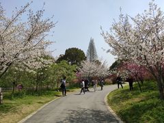 -苏州上方山国家森林公园