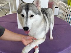 -怪兽屋·羊驼·猫咖·狗咖(俊华广场店)