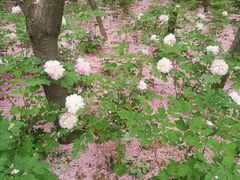 -洛阳市隋唐城遗址植物园