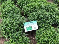 -昆山城市生态森林公园