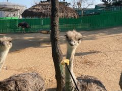 -西霞口神雕山野生动物世界
