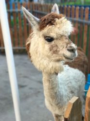 -萌宠亲子动物乐园(槐房万达店)